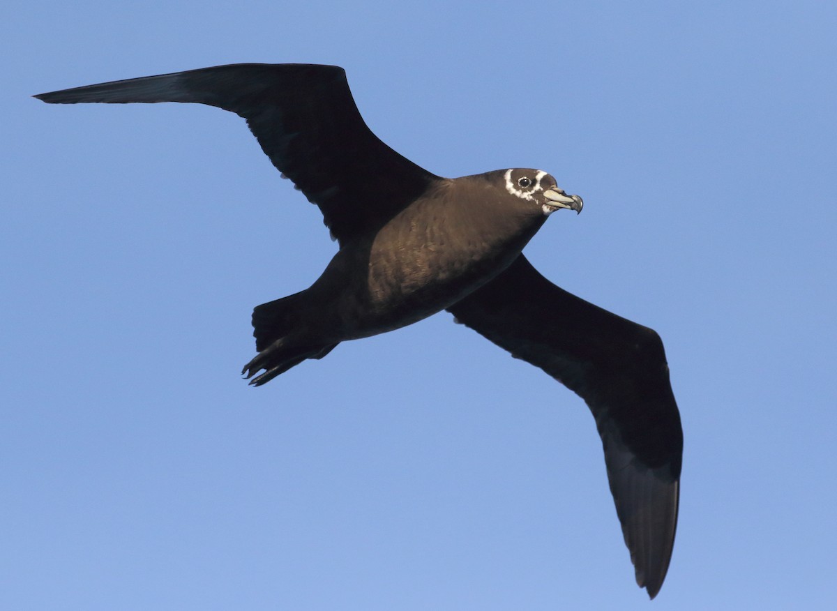 Spectacled Petrel - ML621069563