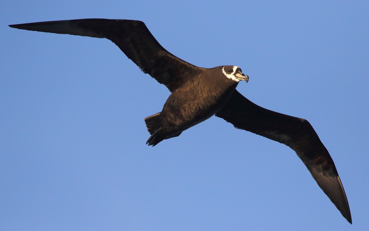 Spectacled Petrel - ML621069564