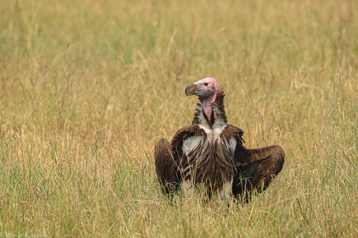 Lappet-faced Vulture - ML621069569
