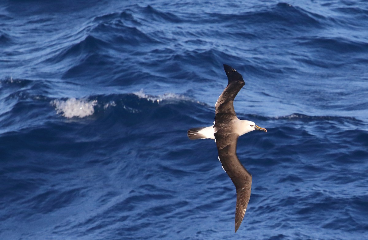 Atlantic Yellow-nosed Albatross - ML621069571