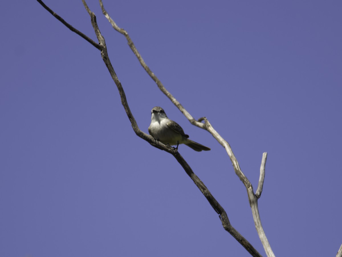 Chapada Flycatcher - ML621069636