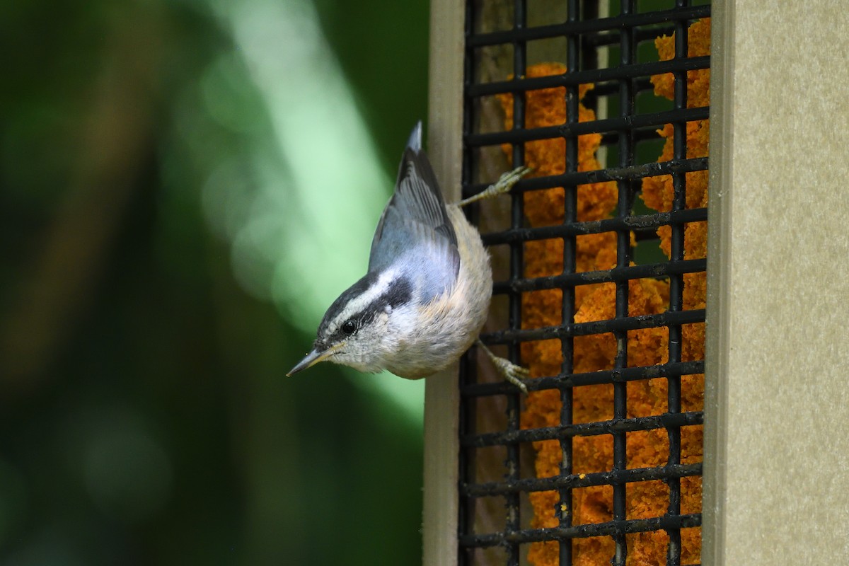 Red-breasted Nuthatch - ML621069688