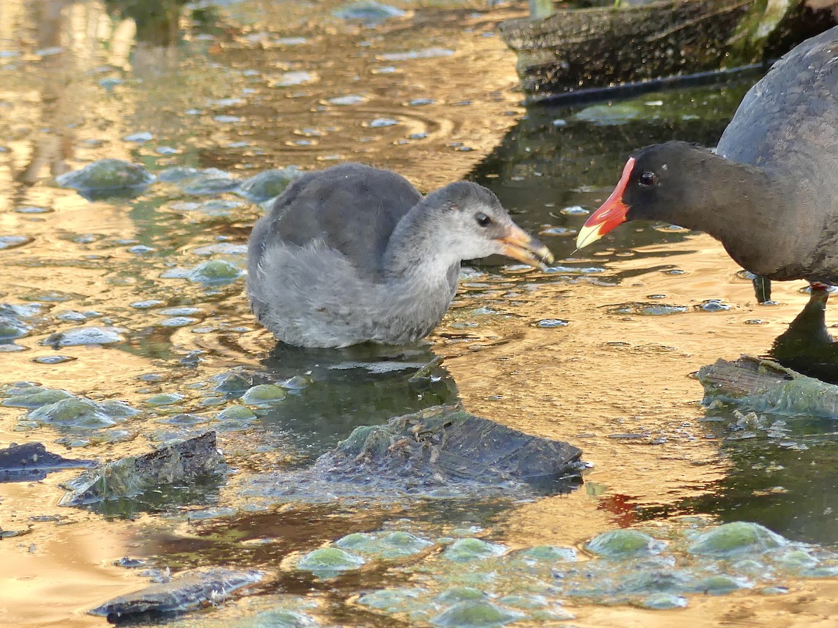 Common Gallinule - Dennis Wolter