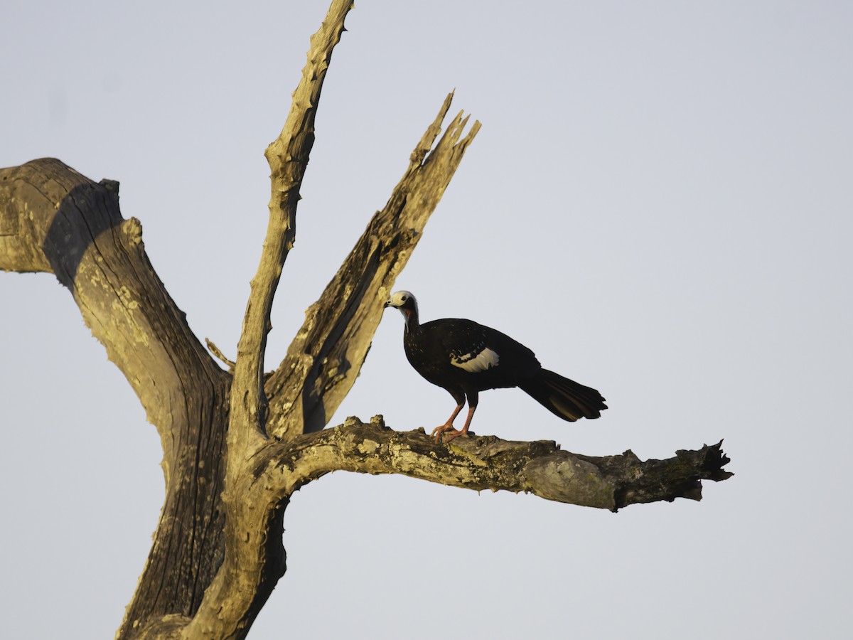 Red-throated Piping-Guan - ML621069755