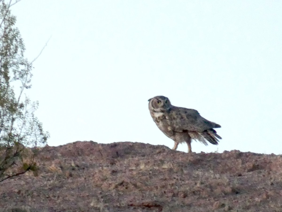 Great Horned Owl - ML621069770