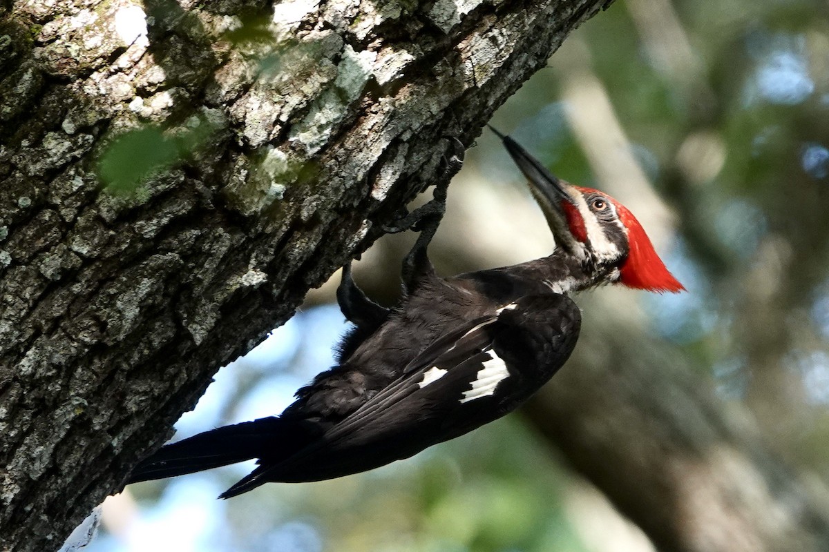 Pileated Woodpecker - ML621069772