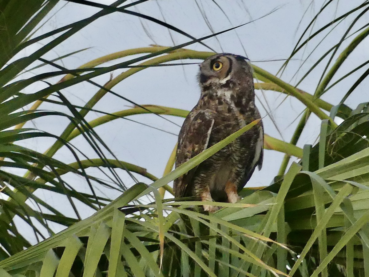 Great Horned Owl - ML621069785