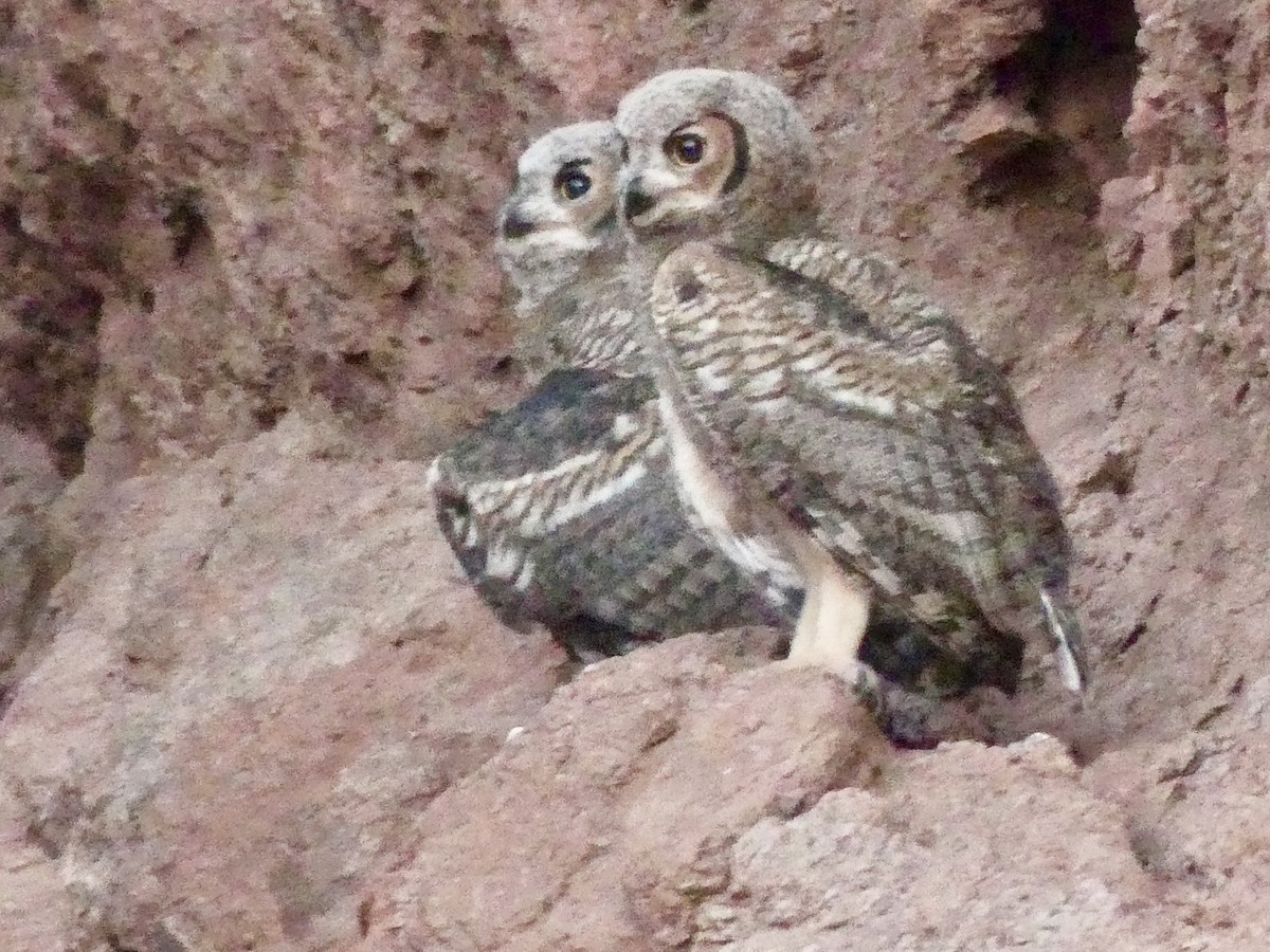 Great Horned Owl - ML621069807