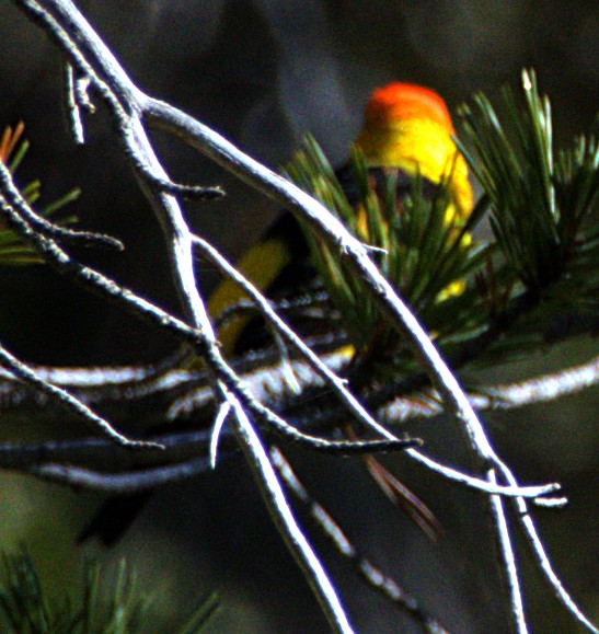 Western Tanager - ML621069836