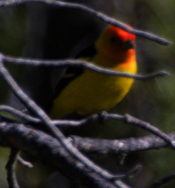 Western Tanager - ML621069838