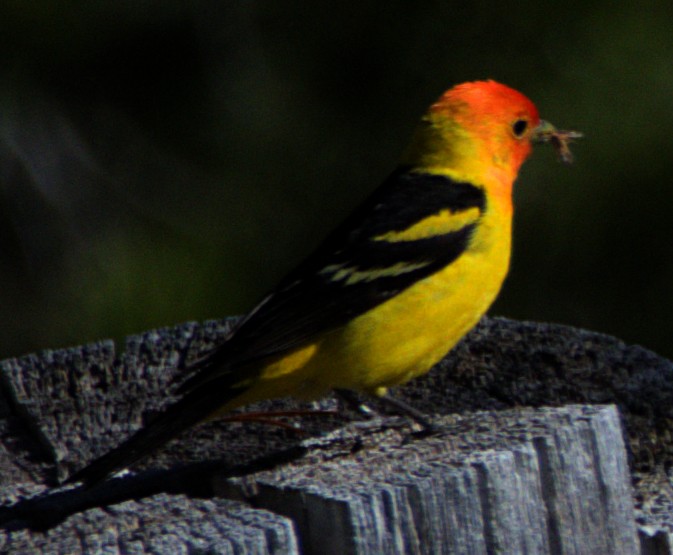 Western Tanager - ML621069839