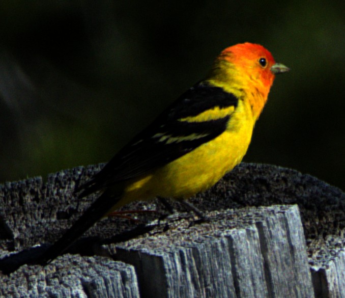 Western Tanager - ML621069840