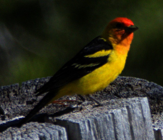 Western Tanager - Andrew Melnick