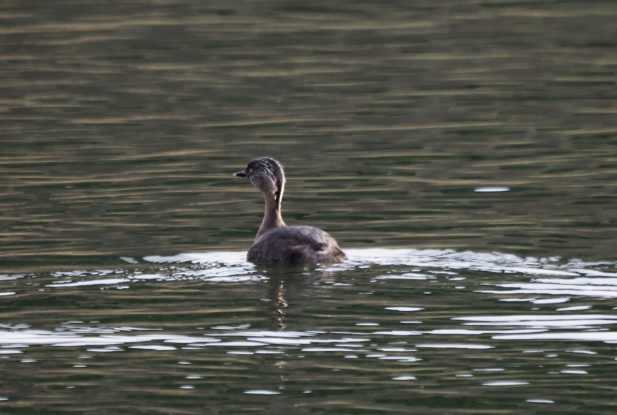 Hoary-headed Grebe - ML621069842