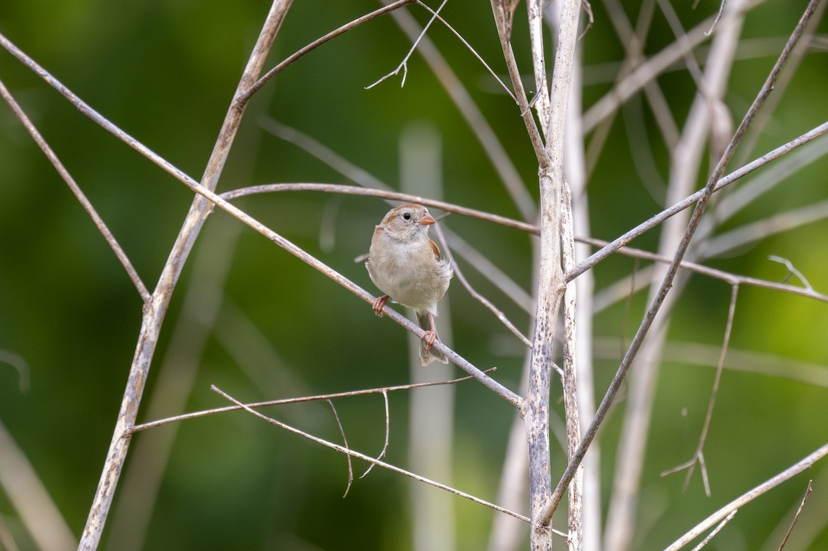 Field Sparrow - ML621069843