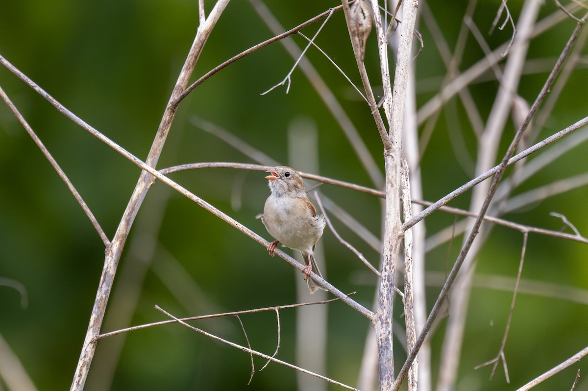 Field Sparrow - ML621069844
