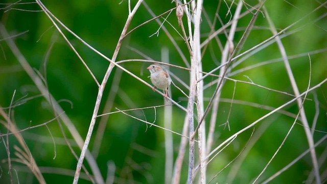 Field Sparrow - ML621069845