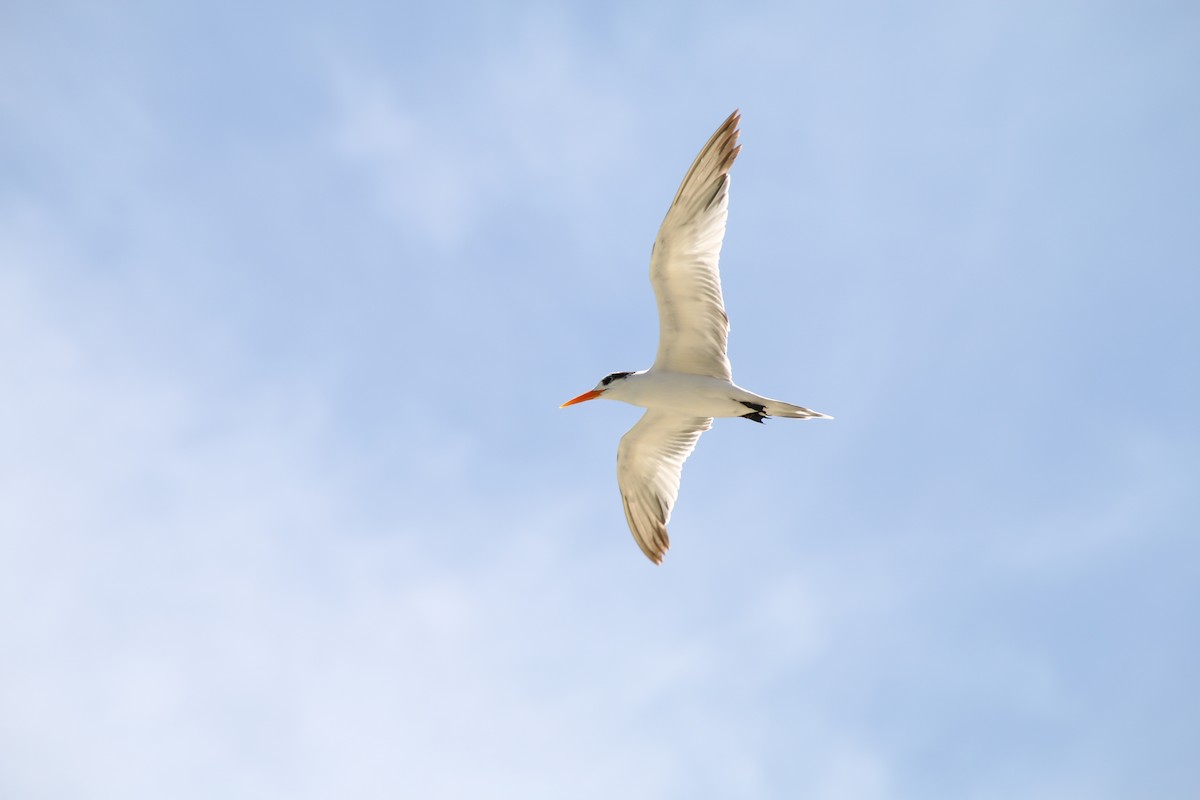 Lesser Crested Tern - Lukas Sobotta