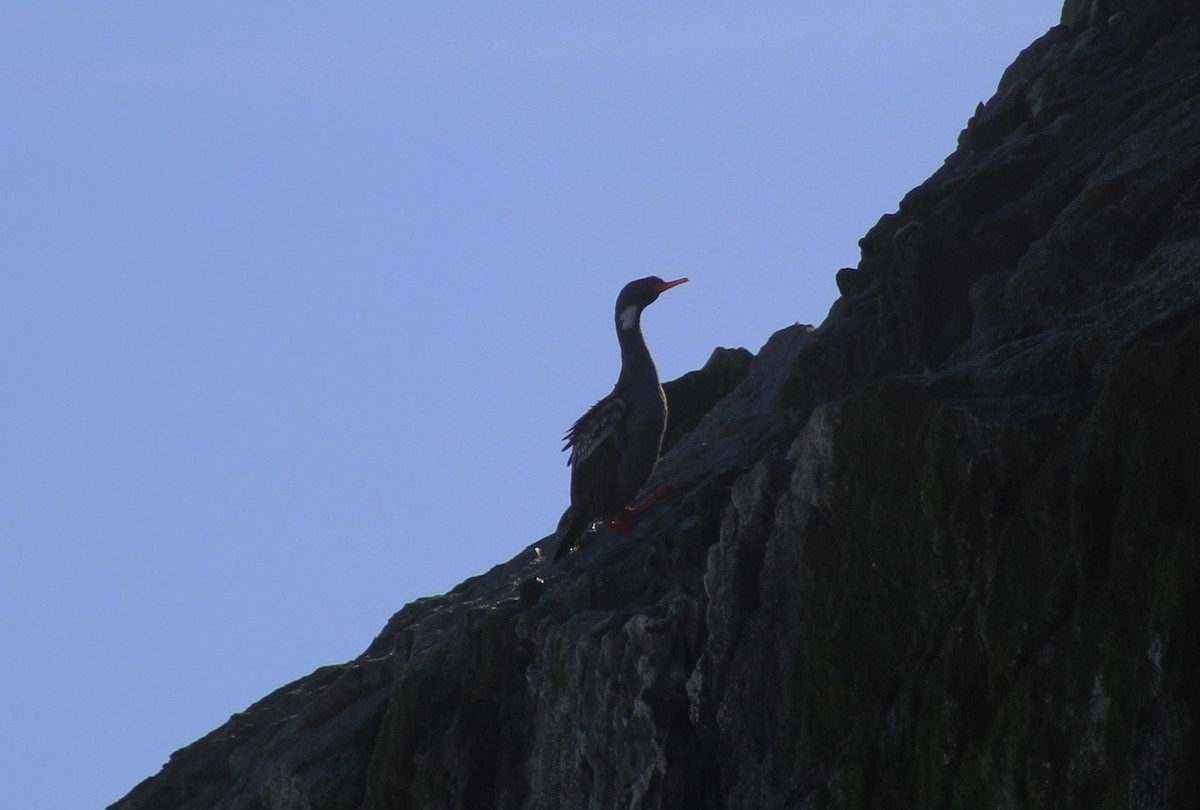 Red-legged Cormorant - ML621069859