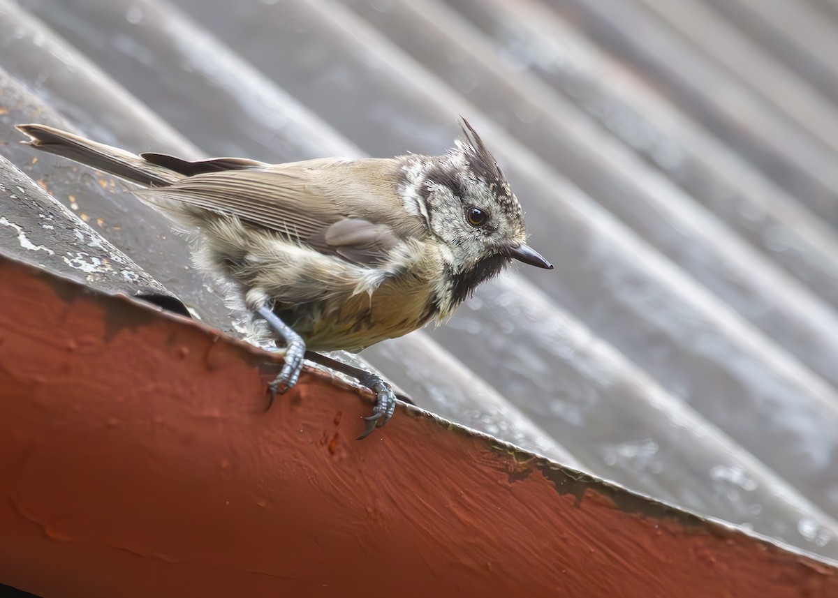 Crested Tit - ML621069866