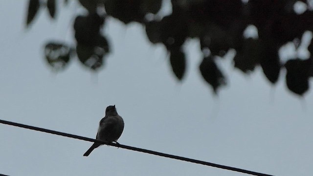 Asian Brown Flycatcher - ML621069895