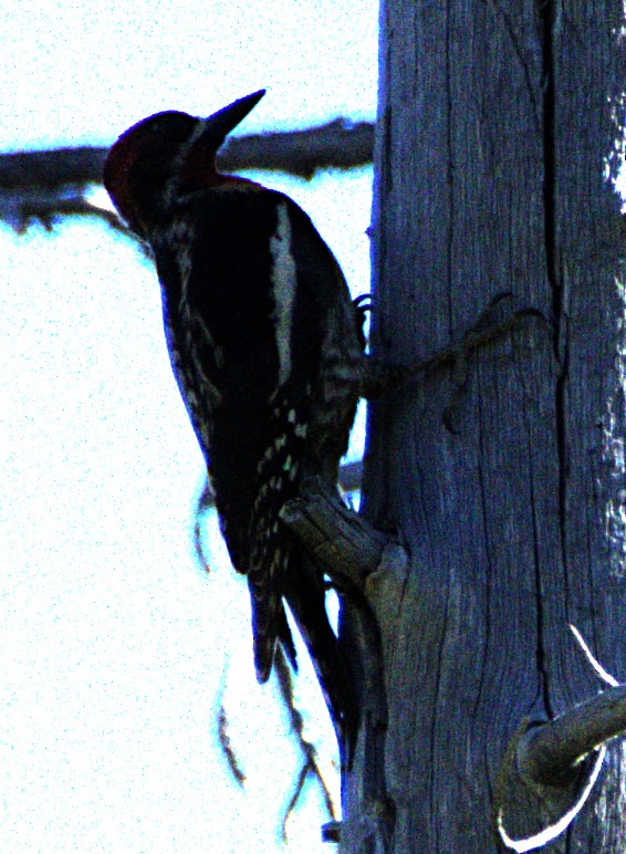 Red-breasted Sapsucker - Andrew Melnick