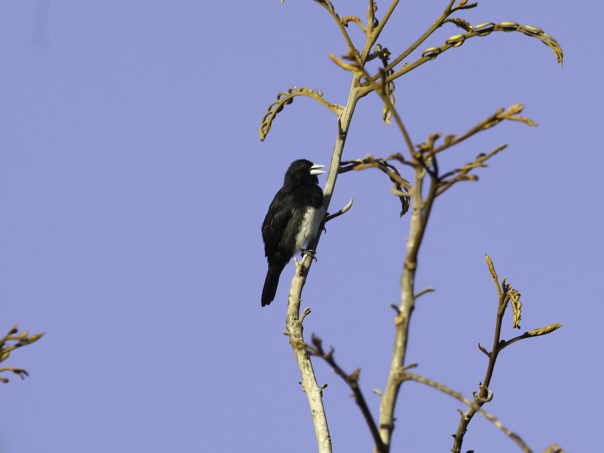 Cone-billed Tanager - ML621069908