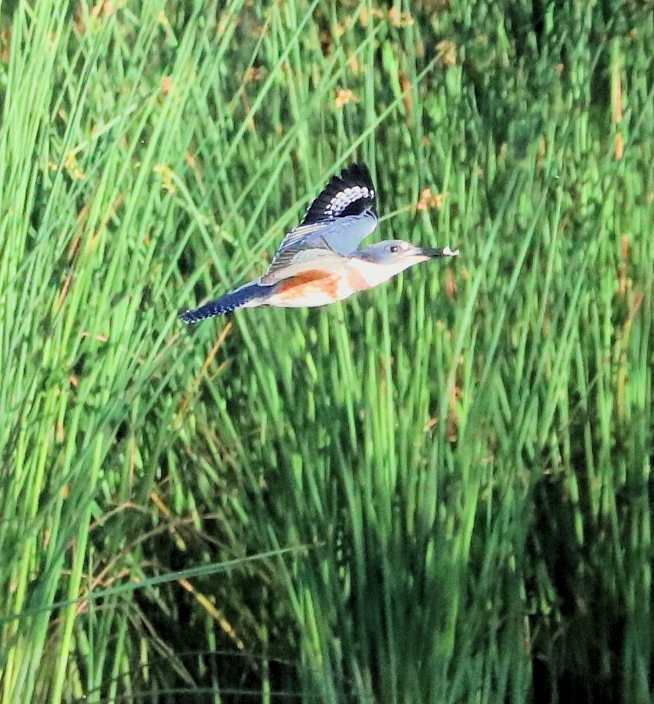 Belted Kingfisher - ML621069913