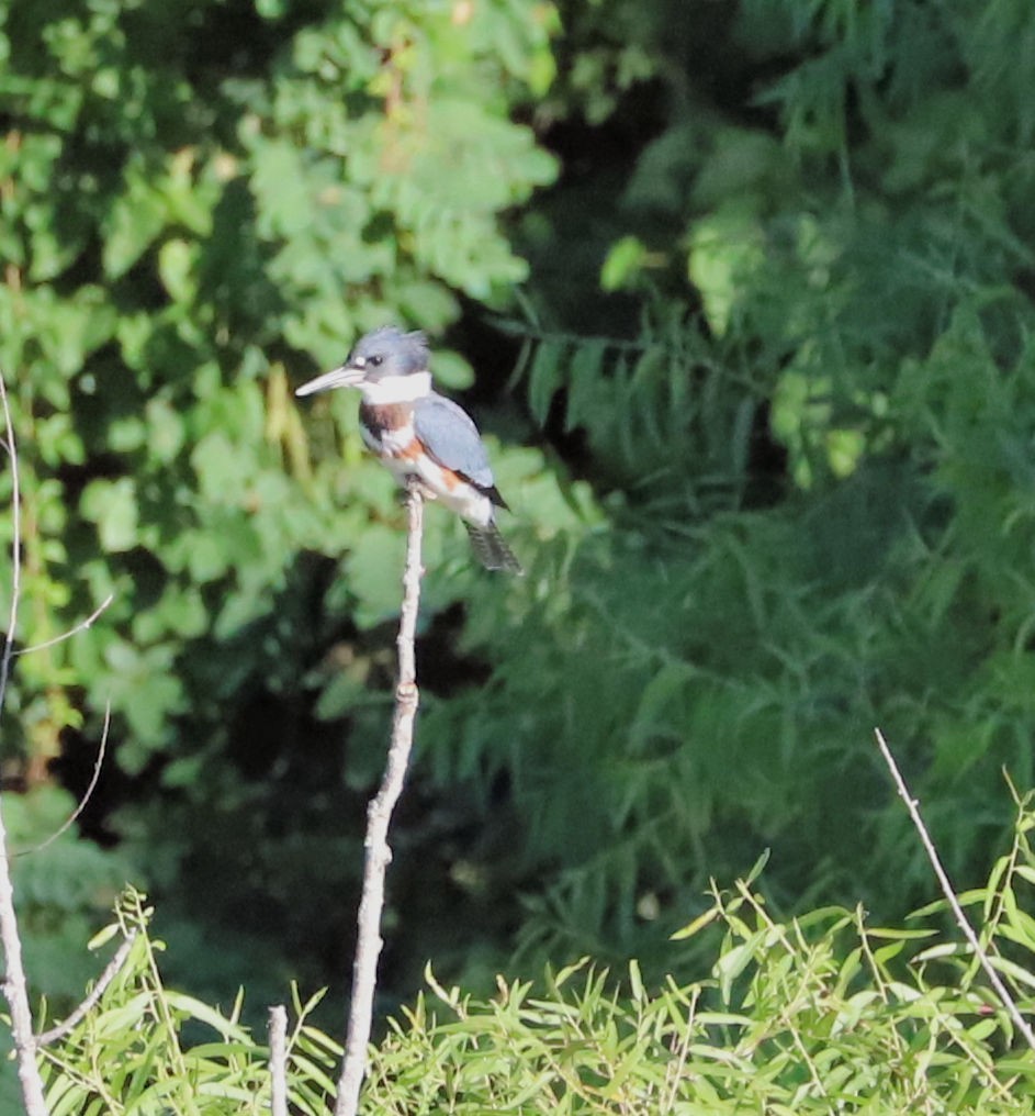 Belted Kingfisher - ML621069923
