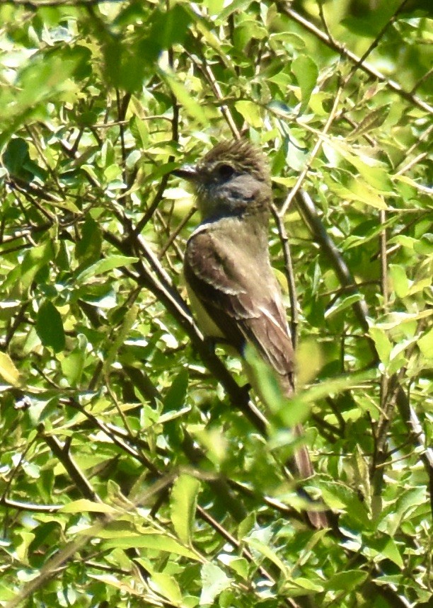 Great Crested Flycatcher - ML621069969