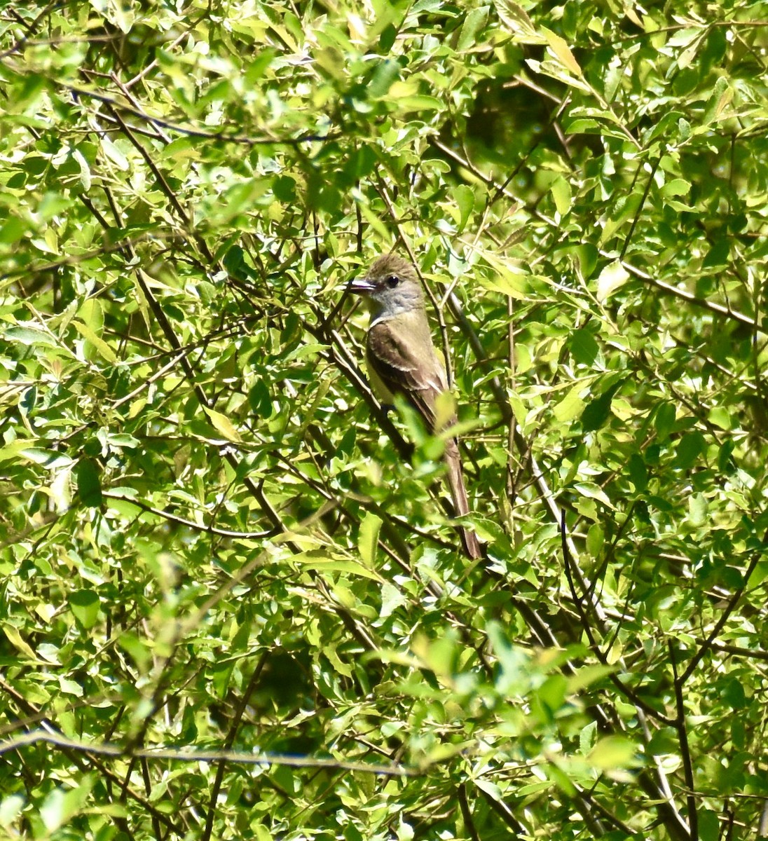 Great Crested Flycatcher - ML621069970