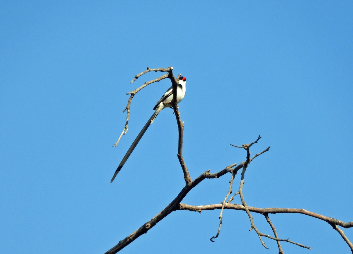 Pin-tailed Whydah - ML621070001