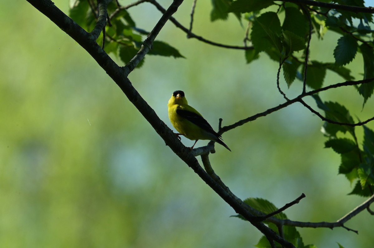 Chardonneret jaune - ML621070030