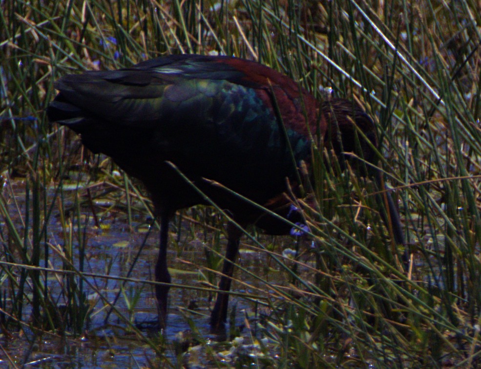 White-faced Ibis - Andrew Melnick