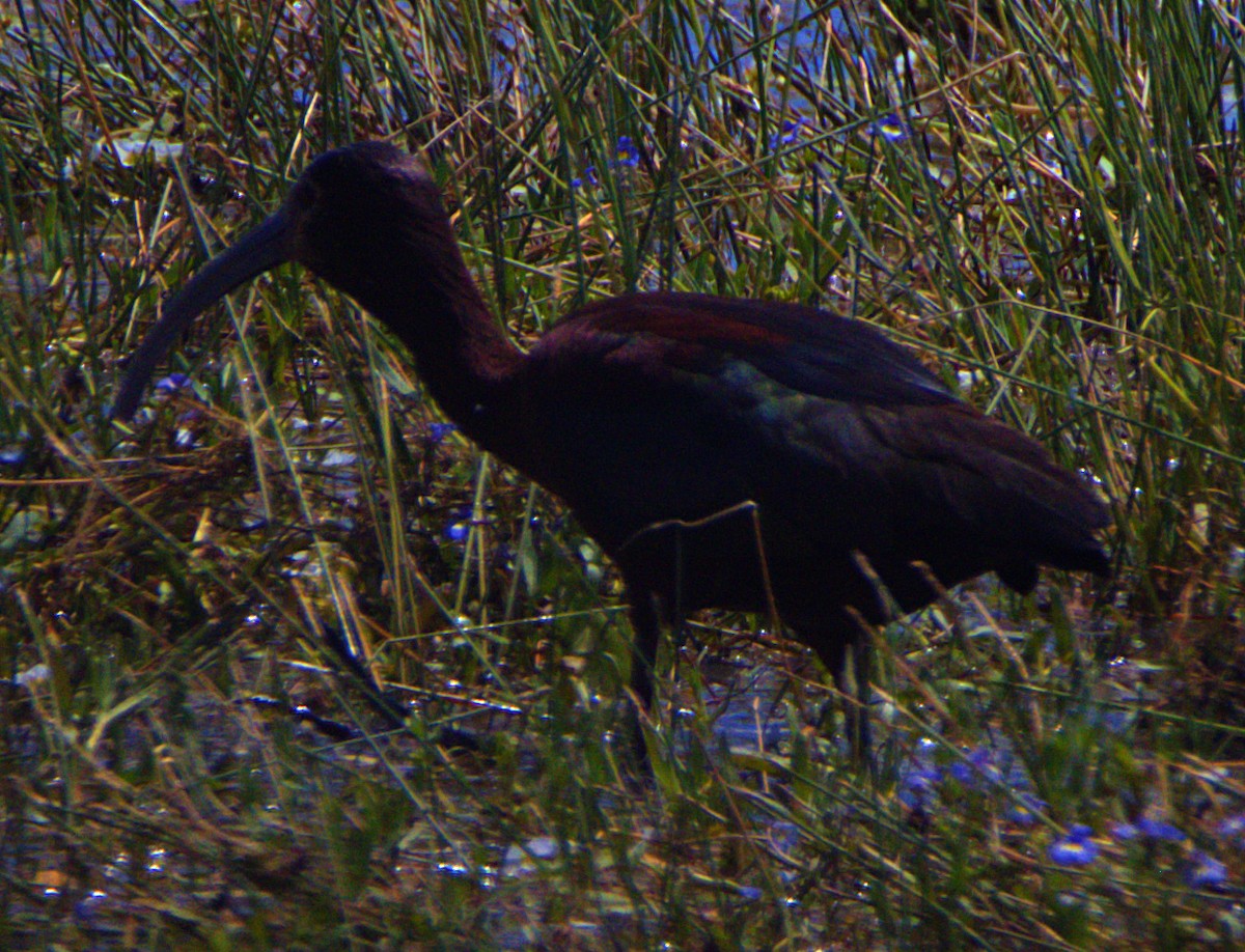 ibis americký - ML621070048