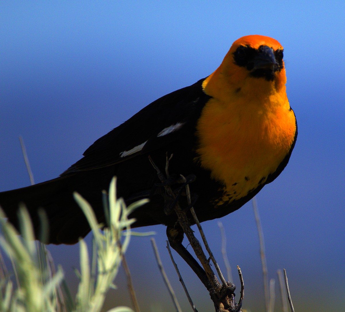 Yellow-headed Blackbird - ML621070088