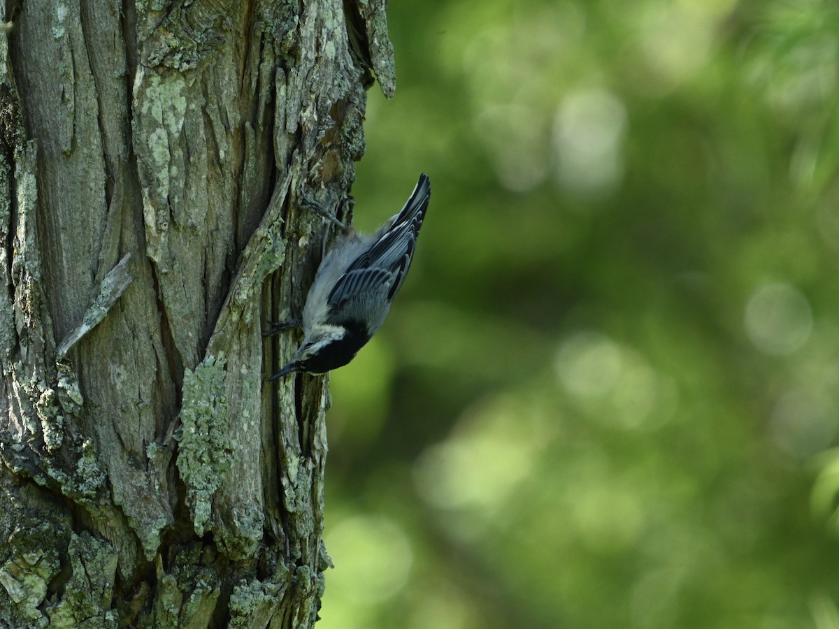White-breasted Nuthatch - ML621070117