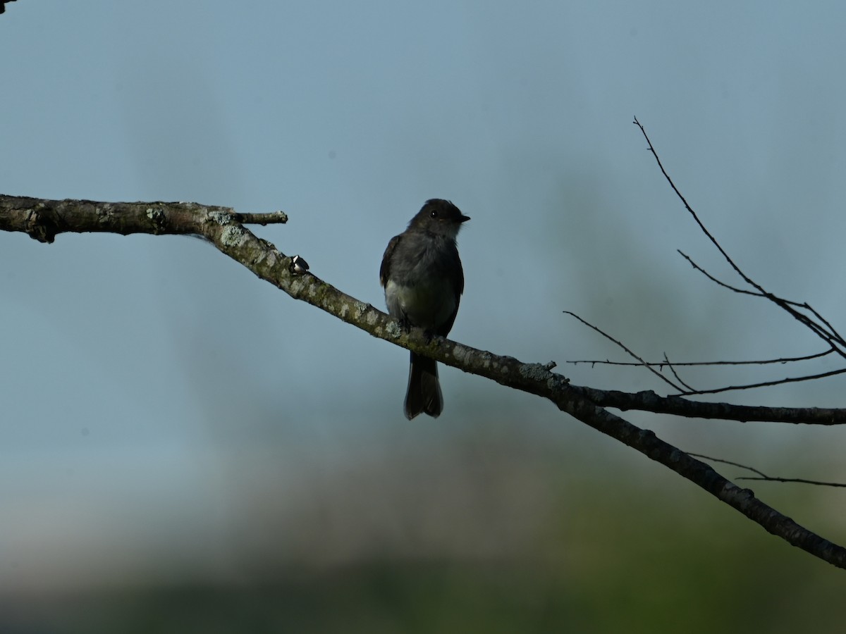 Eastern Phoebe - ML621070149