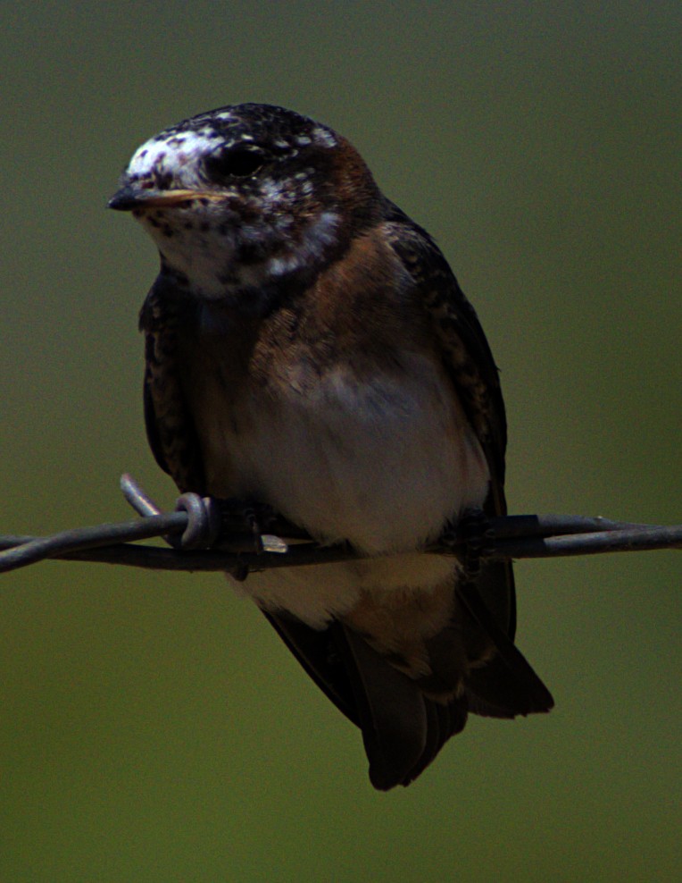 Cliff Swallow - ML621070178