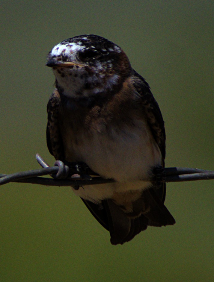 Cliff Swallow - ML621070180