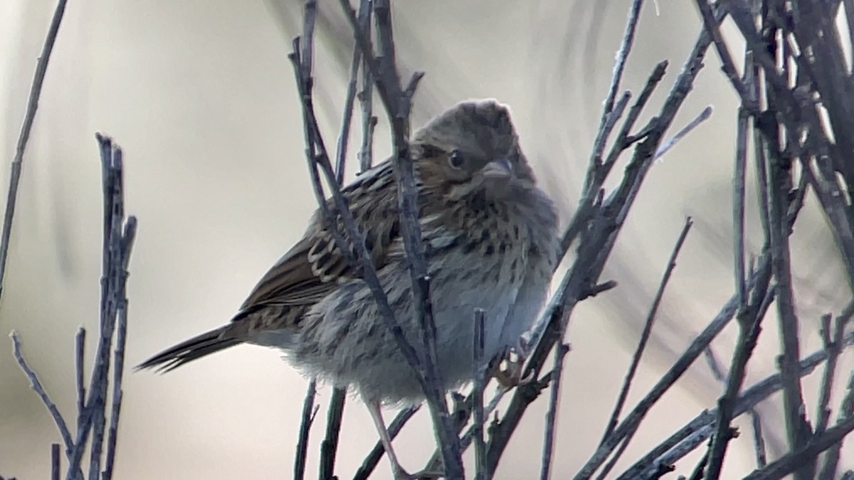Savannah Sparrow - ML621070321