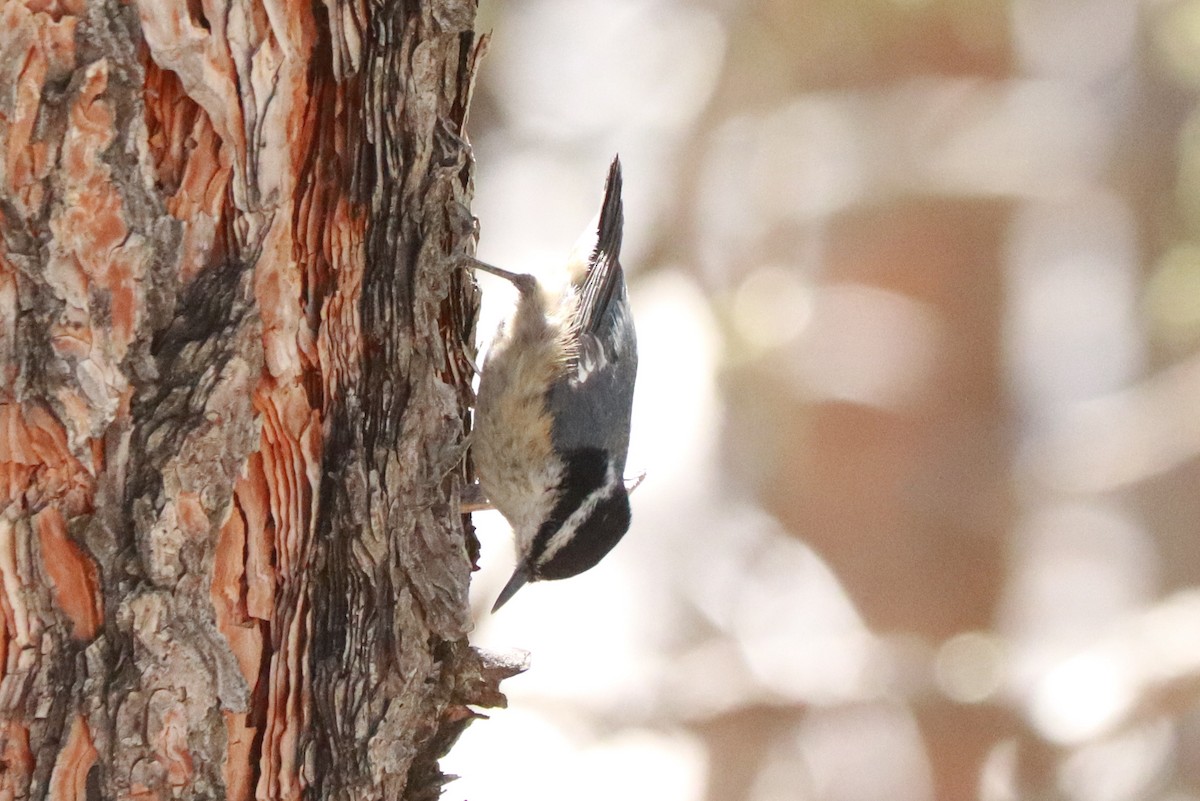 Red-breasted Nuthatch - ML621070358
