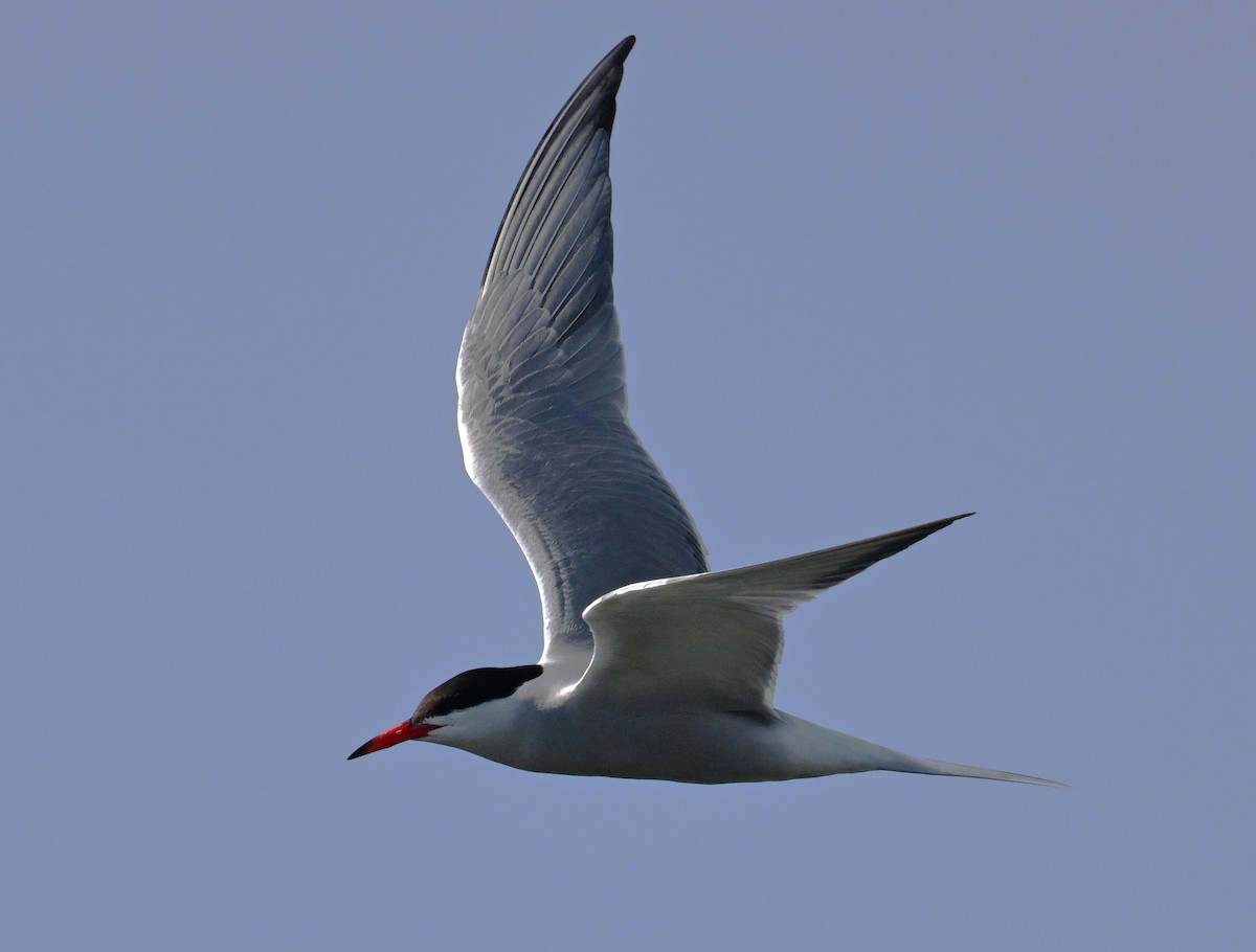 Common Tern - ML621070384
