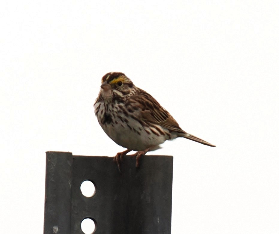Savannah Sparrow - ML621070416