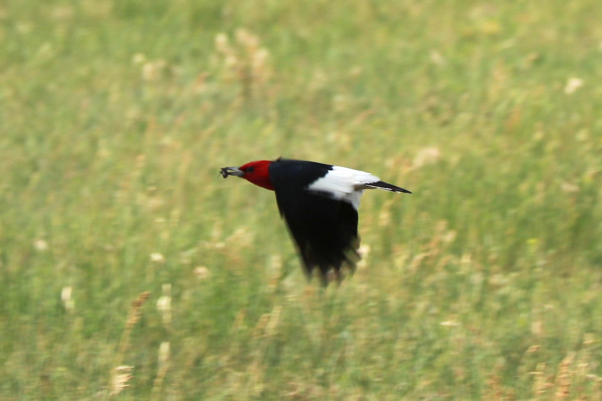 Red-headed Woodpecker - ML621070428