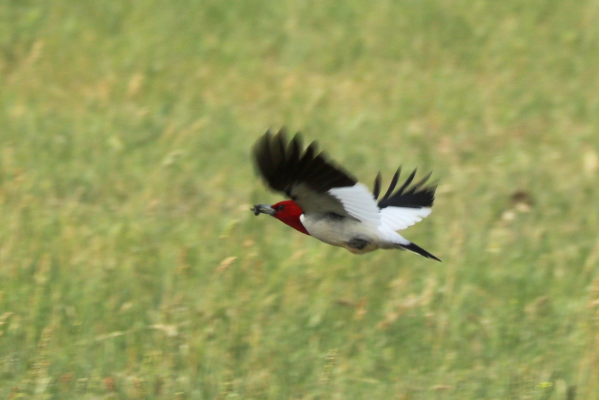 Red-headed Woodpecker - ML621070429