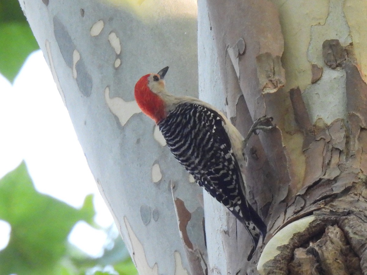 Red-bellied Woodpecker - ML621070472