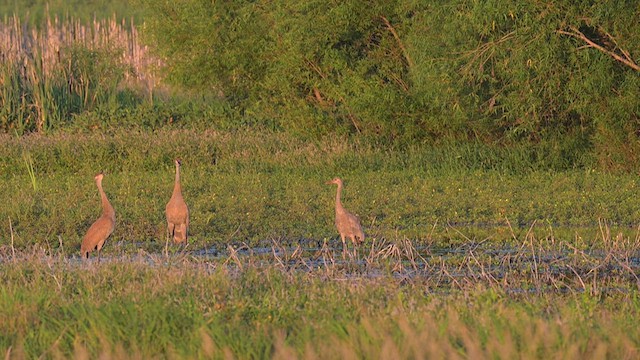 Sandhill Crane - ML621070480