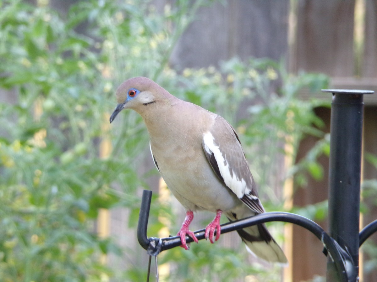 White-winged Dove - ML621070574