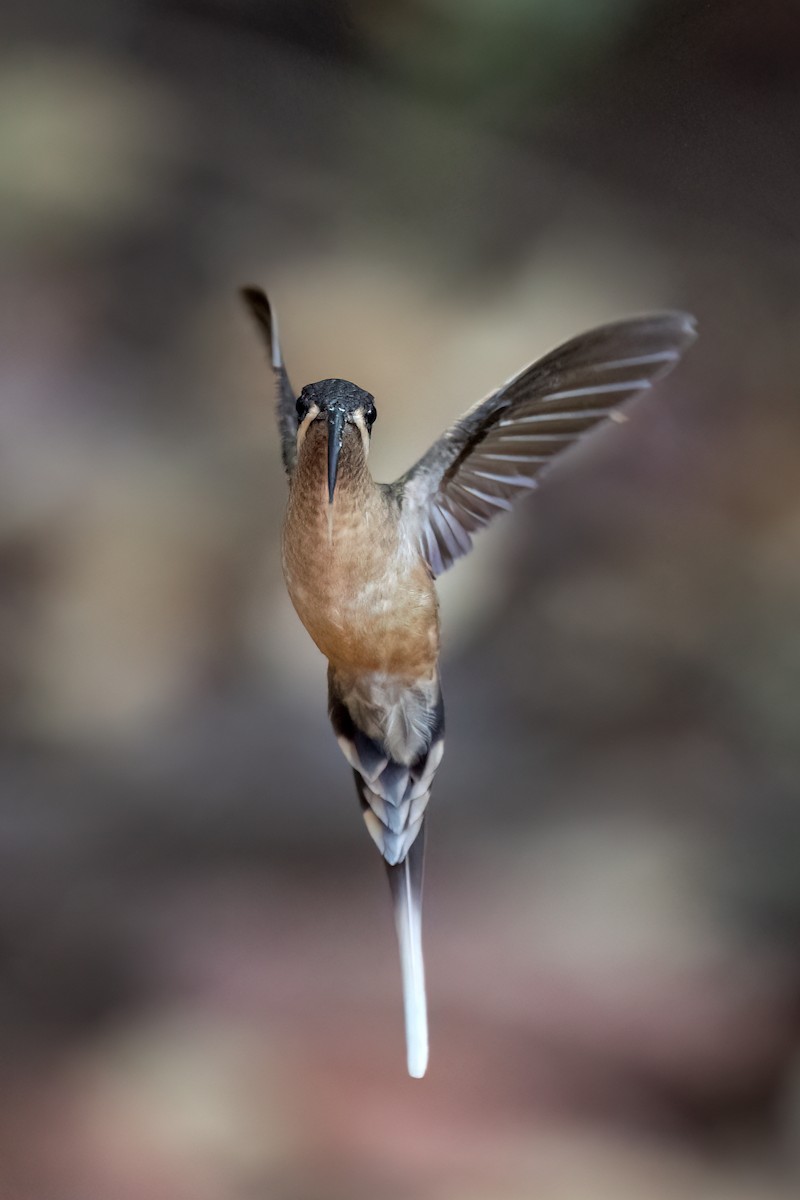 kolibřík dlouhozobý - ML621070588